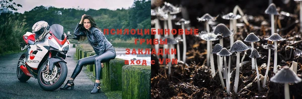 ПСИЛОЦИБИНОВЫЕ ГРИБЫ Вязники